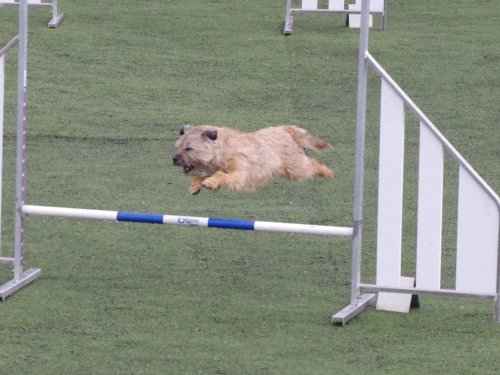 Concours d'agility, Le Creusot  1 avril 2023