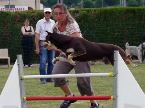 Concours d'agility, Montbard, 25 juin 2017