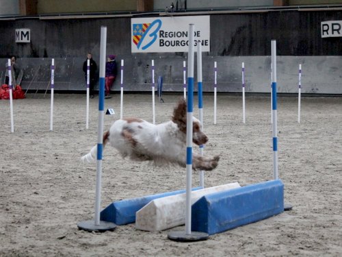 Concours d'agility, Dijon 8 décembre 2024