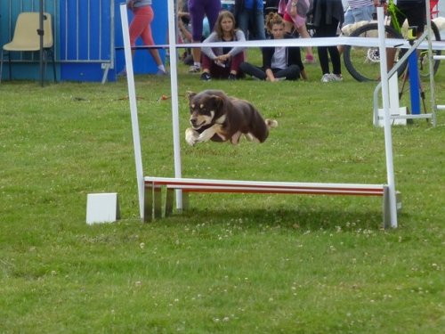 Concours d'agility, Sainte Marie la Blanche, 23 juillet 2017