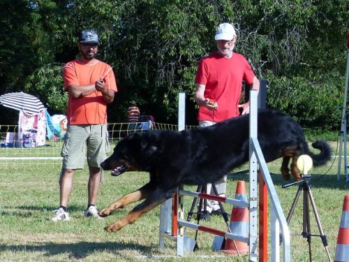 Concours d'agility de Fontaines, le 28 mai 2017