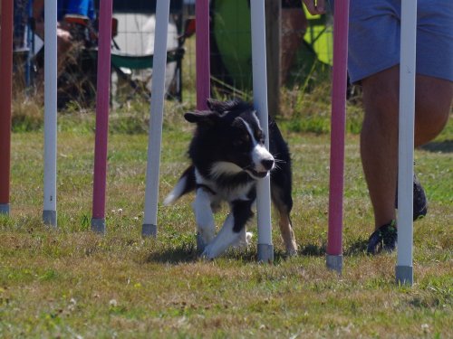 Concours d'agility, Montret, 29 juillet 2018