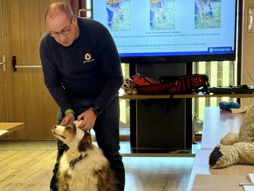 Formation secours canin 1er trimestre 2025