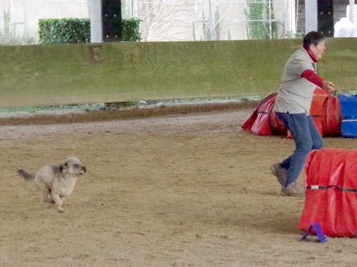 Concours d'agility, Dijon 10 décembre 2023