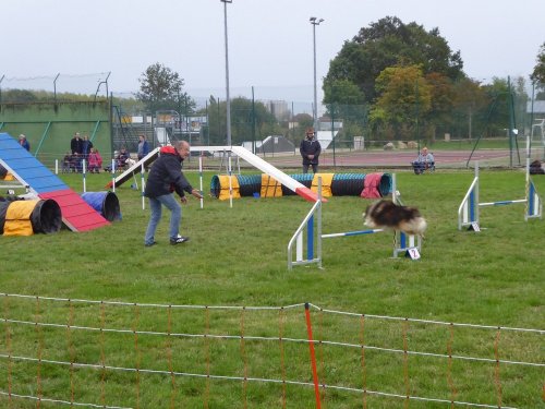 Concours d'agility, Sainte Marie la Blanche, 20 octobre 2019