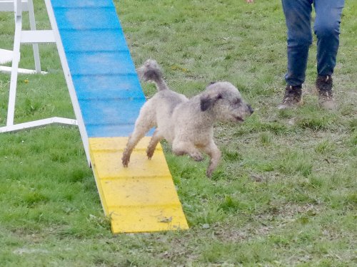 Concours d'agility, Barges, 31 mars 2024