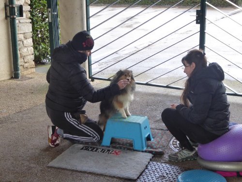 Stage de Fitness canin, 27 janvier 2019