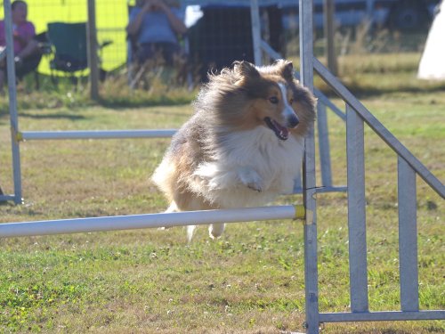 Concours d'agility, Montret, 29 juillet 2018