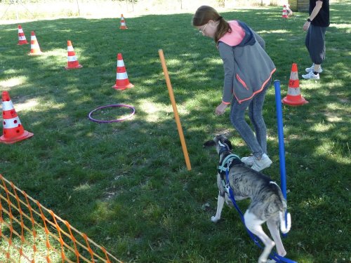 Education canine, juin 2022