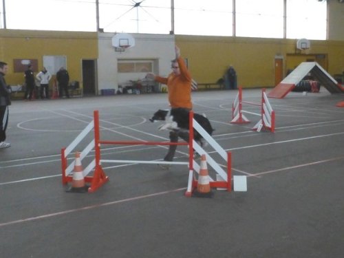 Concours d'agility, Seurre, 22 février 2015