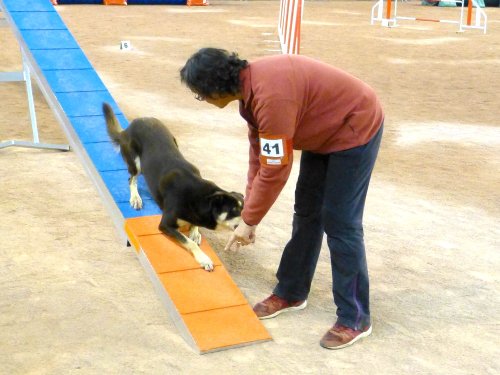 Concours d'agility en salle à la Nef au Creusot le 12 novembre 2017