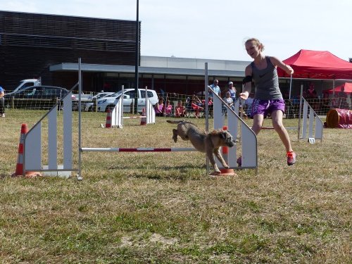 Concours d'agility de Fontaines, le 16 septembre 2018