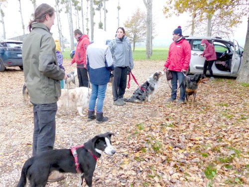 Education canine, 3 décembre 2022