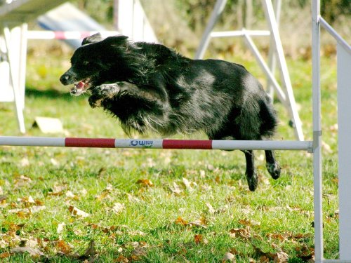 Stage d'agility, 26 novembre 2023