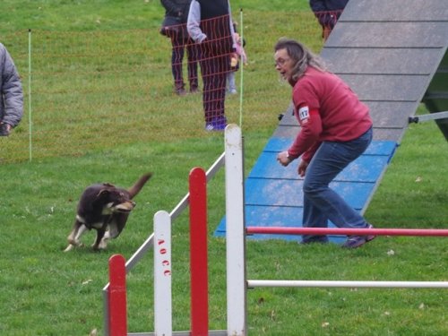 Concours d'agility, Le Creusot, 19 mars 2017