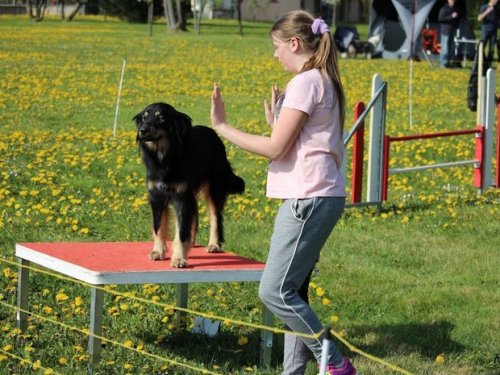 Premier concours d'agility de Fontaines, le 12 avril 2015