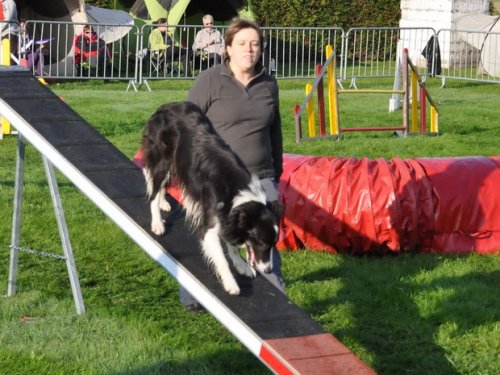 Concours d'agility, Autun, 27 septembre 2015