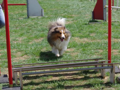 Concours d'agility, Messigny Vantoux, 12 et 13 mai 2018