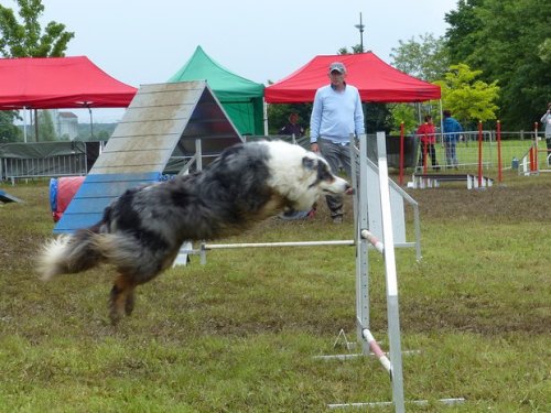 Concours d'agility de Fontaines, le 29 mai 2016