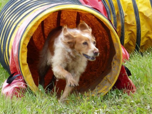 Concours d'agility de Fontaines, le 29 mai 2016