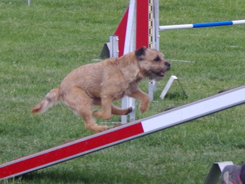 Concours d'agility, Magny sur Tille, 26 mai 2019