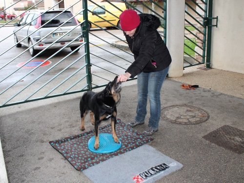 Stage de Fitness canin, 27 janvier 2019