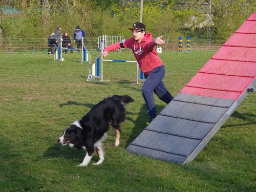 Concours d'agility, Gergy, 14 avril 2019