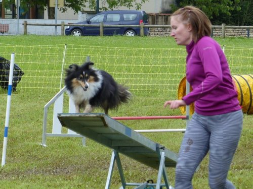 Concours d'agility de Fontaines, le 29 mai 2016