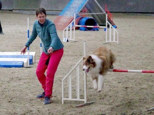 Concours d'agility, Dijon 8 décembre 2024