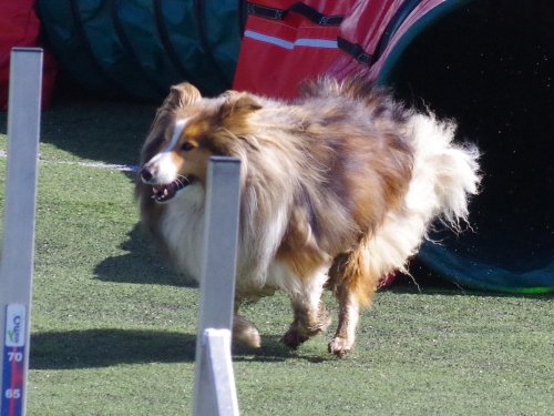 Concours d'agility, Le Creusot  1 avril 2023