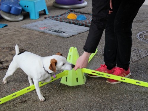 Stage de Fitness canin, 27 janvier 2019