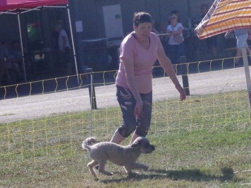 Concours d'agility, Fontaines, 9 et 10 septembre 2023