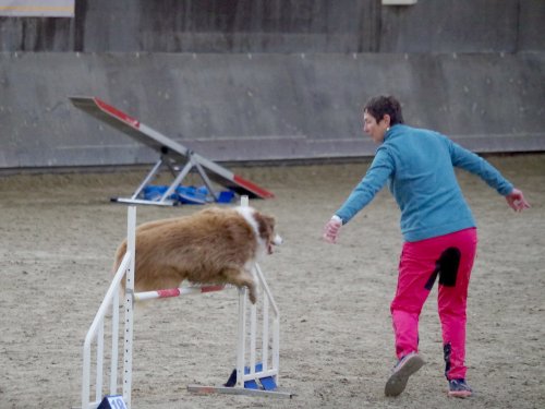 Concours d'agility, Dijon 8 décembre 2024