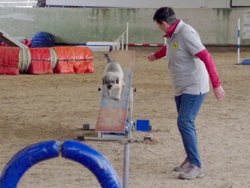 Concours d'agility, Dijon 10 décembre 2023