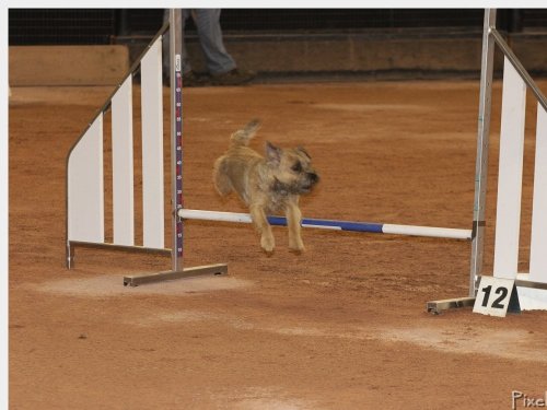 Concours d'agility, Le Creusot, 25 novembre 2018