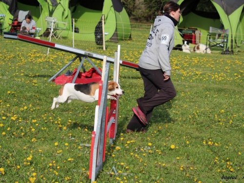 Premier concours d'agility de Fontaines, le 12 avril 2015