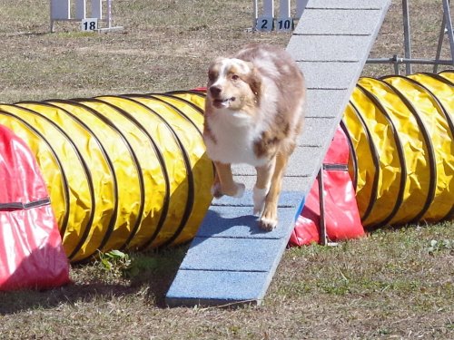 Concours d'agility, Fontaines 11 septembre 2022