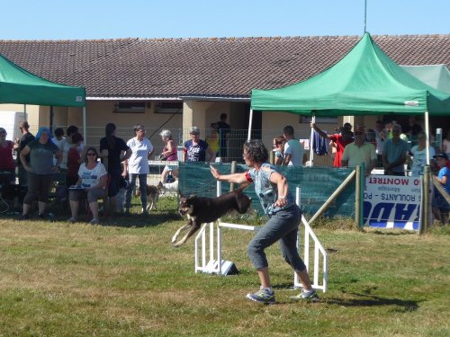 Concours d'agility, Montret, 29 juillet 2018