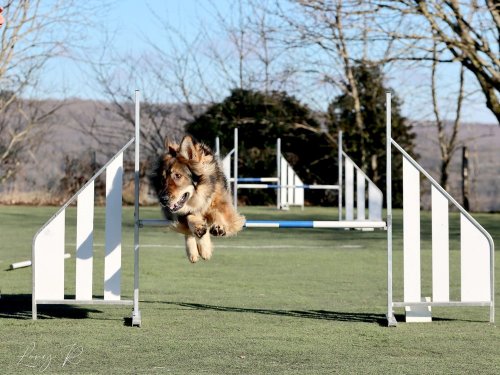 Pré-Agility au Creusot ,9 février 2025