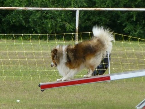 Concours d'agility, Magny sur Tille, 2 juillet 2017