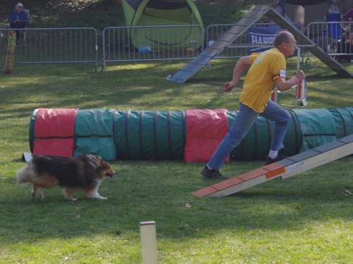 Concours d'agility, Le Creusot, 24 mars 2019