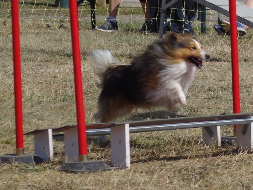 Concours d'agility de Fontaines, le 15 septembre 2019