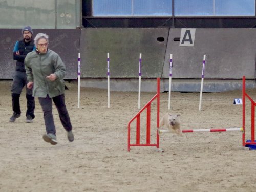 Concours d'agility, Dijon 8 décembre 2024