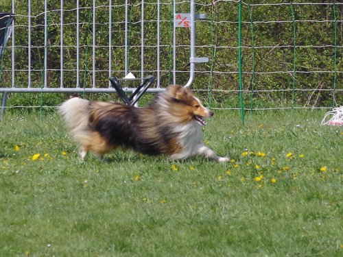 Concours d'agility, Gergy, 14 avril 2019