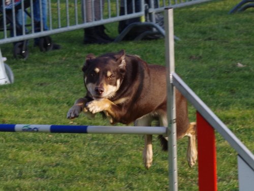 Concours d'agility, Le Creusot, 24 mars 2019