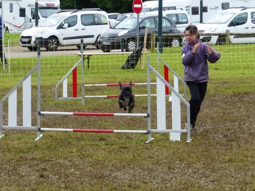 Concours d'agility de Fontaines, le 29 mai 2016