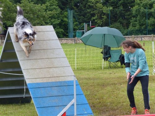 Concours d'agility de Fontaines, le 29 mai 2016