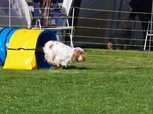 Concours d'agility, Barges, 9 avril 2023