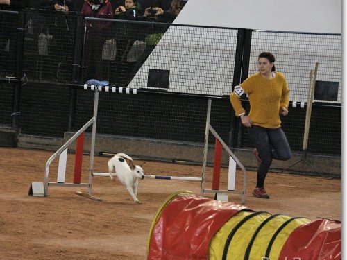 Concours d'agility, Le Creusot, 25 novembre 2018