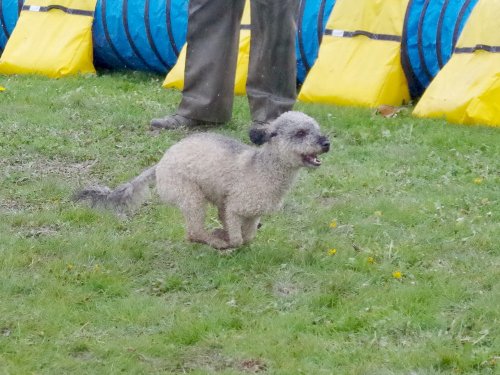 Concours d'agility, Barges, 31 mars 2024